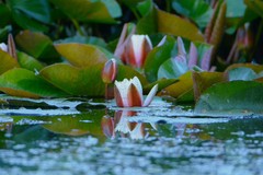 Nymphaea × marliacea