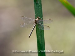 Gomphus