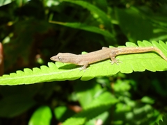 Sphaerodactylus molei