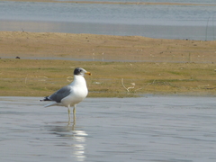 Ichthyaetus ichthyaetus