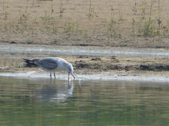 Ichthyaetus ichthyaetus