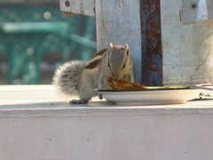 Funambulus pennantii