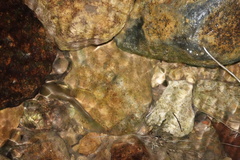 Pterocryptis anomala