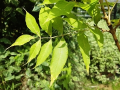 Fraxinus excelsior