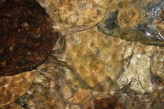 Pterocryptis anomala