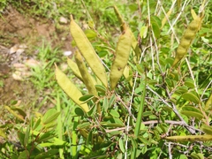 Bauhinia brachycarpa