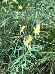 Linaria vulgaris