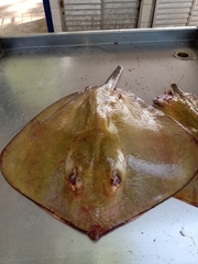 Dasyatis hypostigma