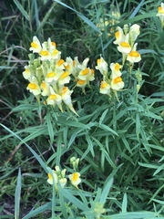 Linaria vulgaris