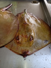 Dasyatis hypostigma