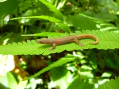 Sphaerodactylus molei