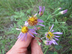 Galatella dahurica