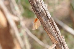 Charaxes psaphon imna