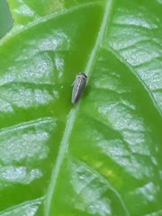Agalliini
