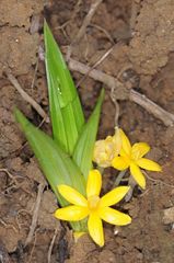 Curculigo orchioides