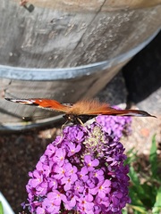 Aglais io