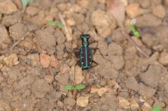 Jansenia azureocincta