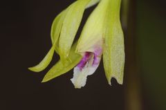 Nervilia concolor