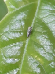 Agalliini