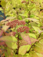 Spiraea japonica