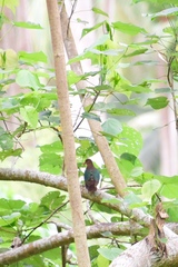 Chalcophaps longirostris