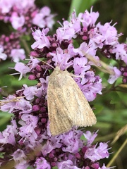 Photedes fluxa