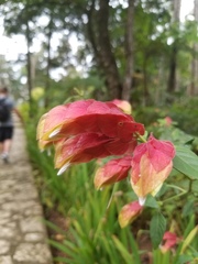 Justicia brandegeeana