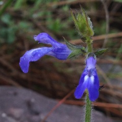 Salvia prunelloides