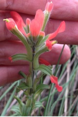 Castilleja scorzonerifolia
