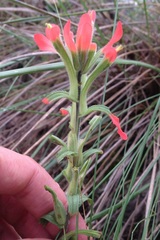 Castilleja scorzonerifolia