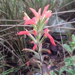 Castilleja scorzonerifolia