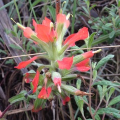 Castilleja scorzonerifolia