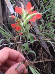 Castilleja scorzonerifolia