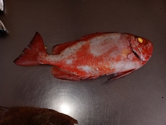 Priacanthus arenatus