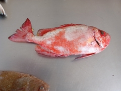Priacanthus arenatus