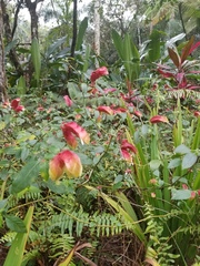 Justicia brandegeeana