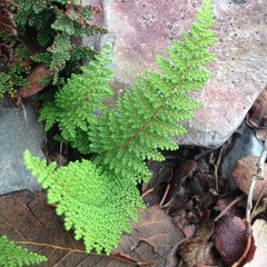 Myriopteris myriophylla