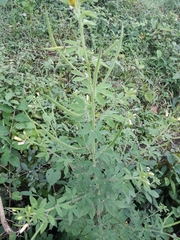 Cleome viscosa