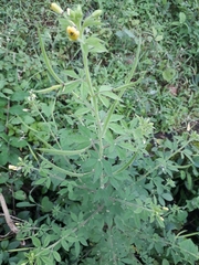 Cleome viscosa