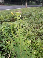 Cleome viscosa
