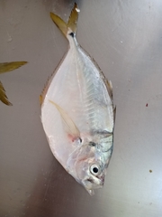 Chloroscombrus chrysurus