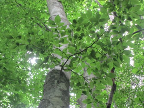 Japanese beech (Fagus crenata)