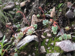 Echeveria subalpina