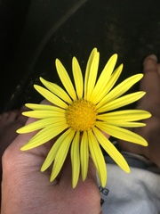 Arctotheca prostrata