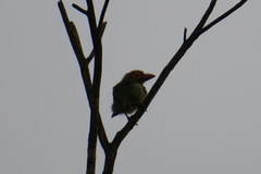 Psilopogon zeylanicus