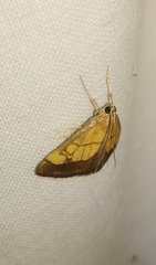 Evergestis limbata