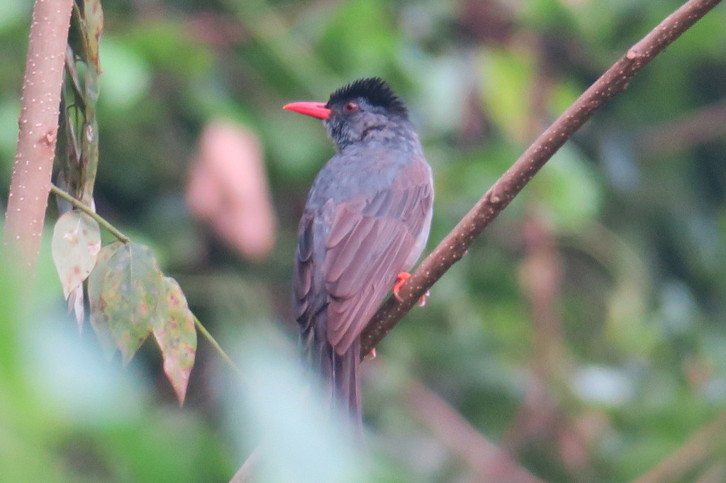 Square-Tailed Bulbul