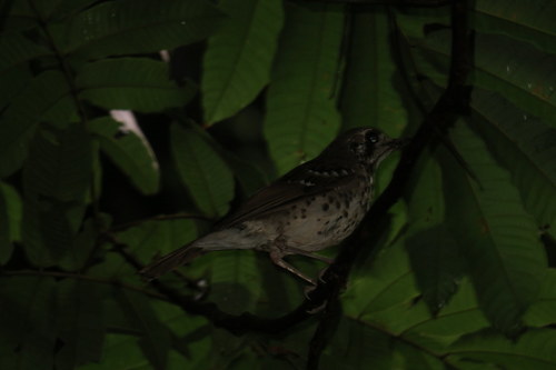Geokichla spiloptera