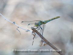 Sympetrum sanguineum