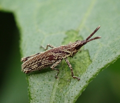 Tagasta marginella